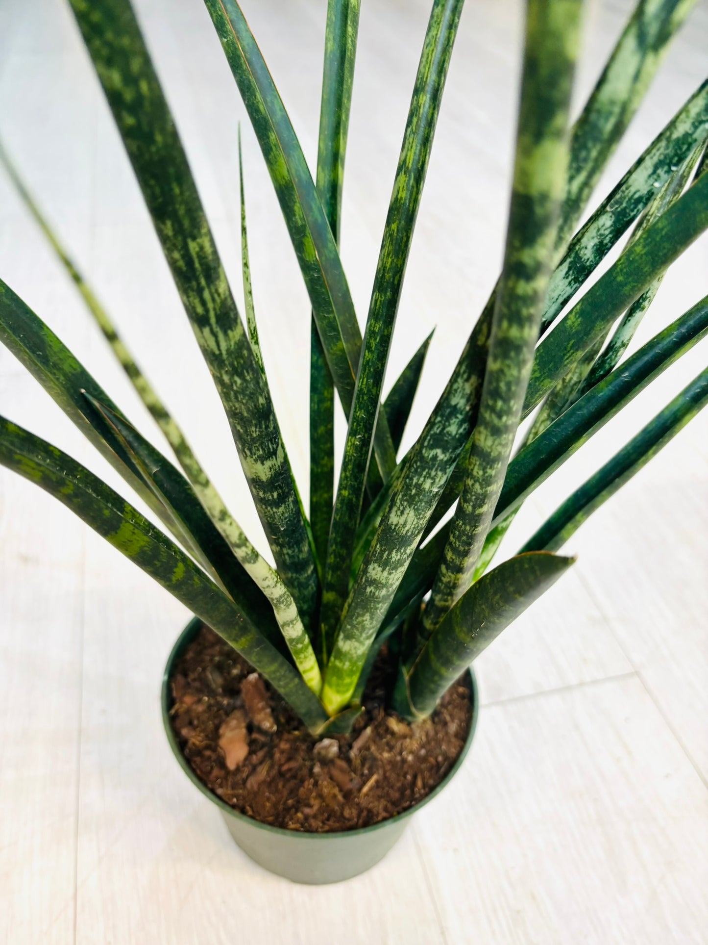 Snake Plant 6”