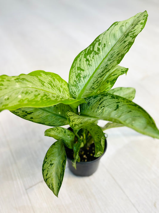 Dieffenbachia Memoria Corsii 4"