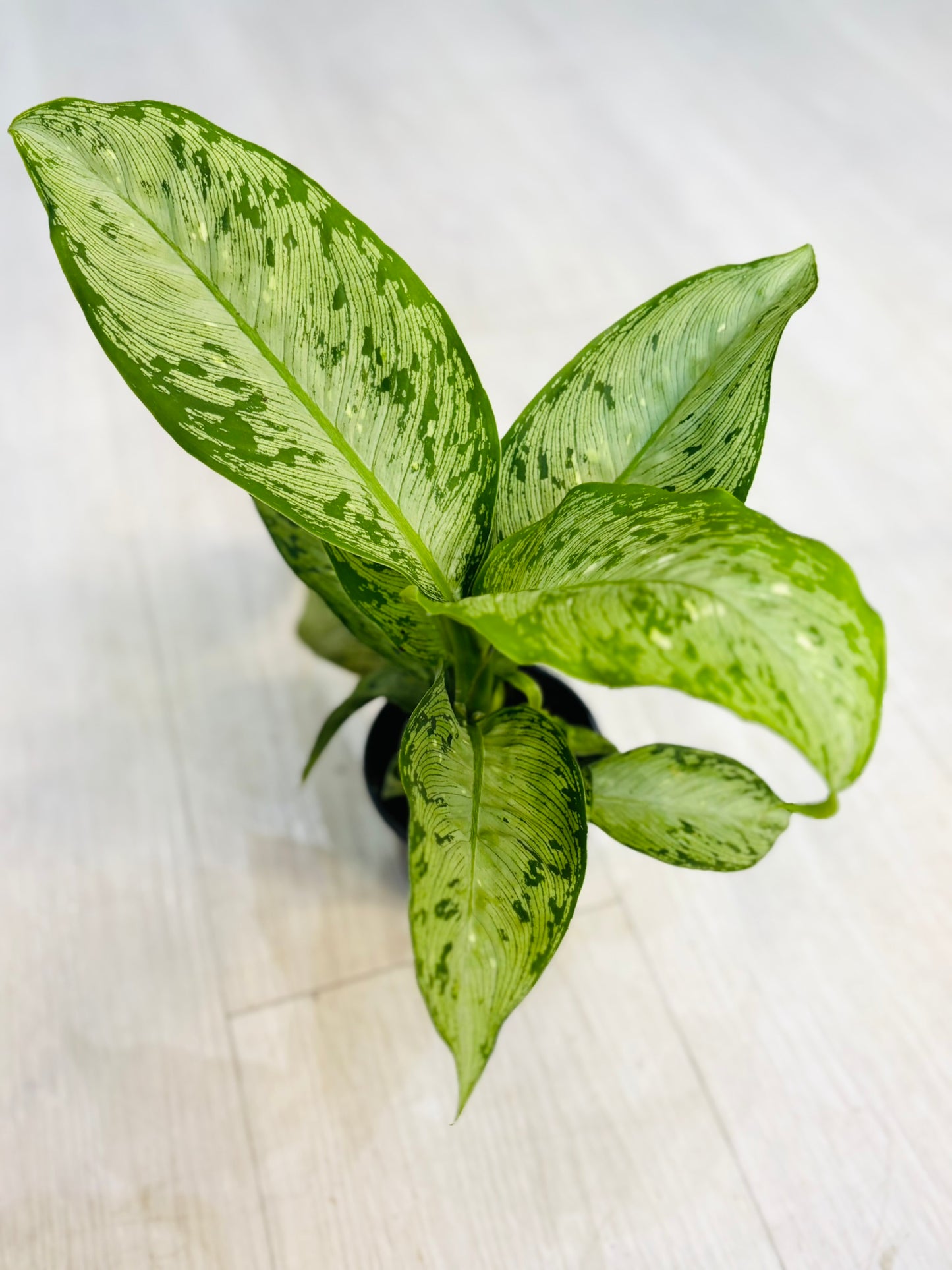 Dieffenbachia Memoria Corsii 4"