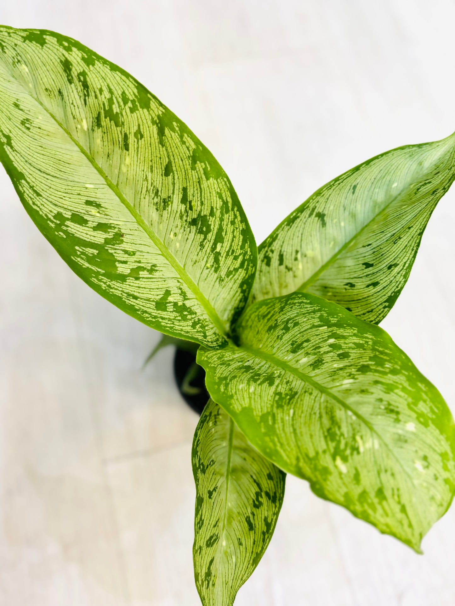 Dieffenbachia Memoria Corsii 4"