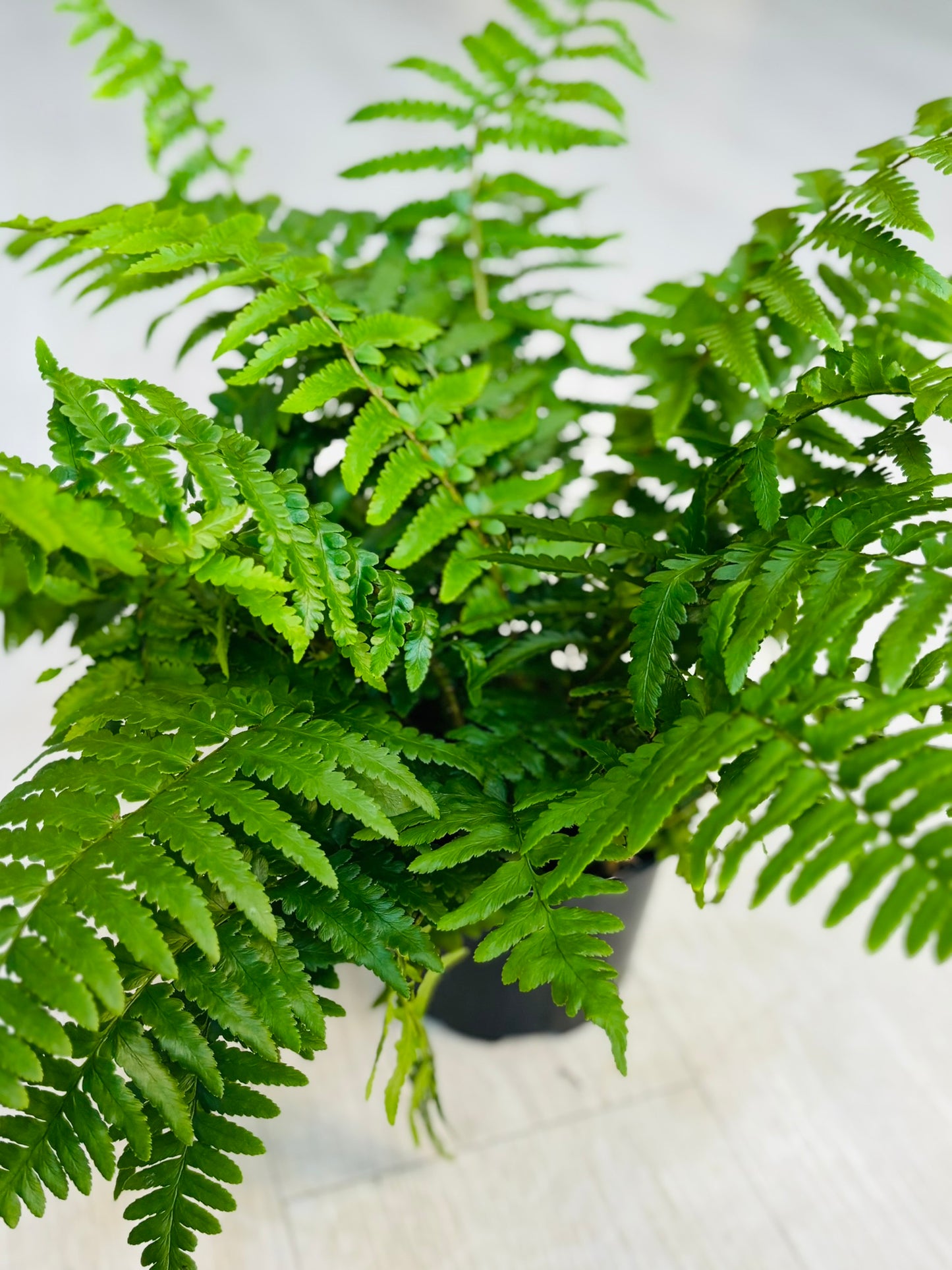 Leatherleaf Fern 6"