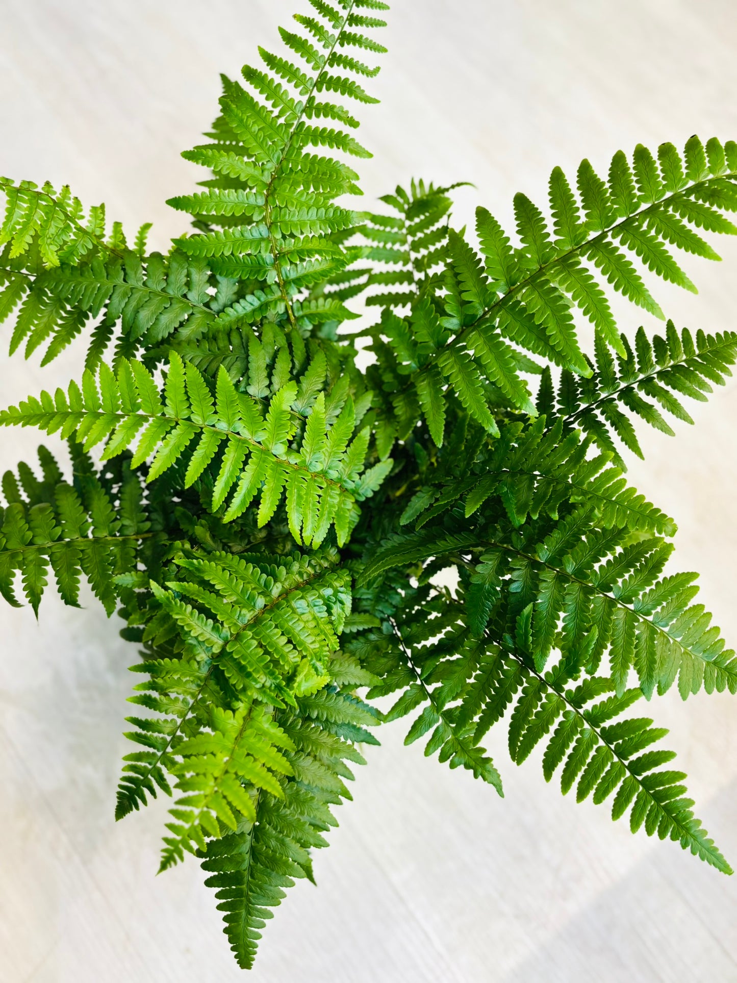 Leatherleaf Fern 6"