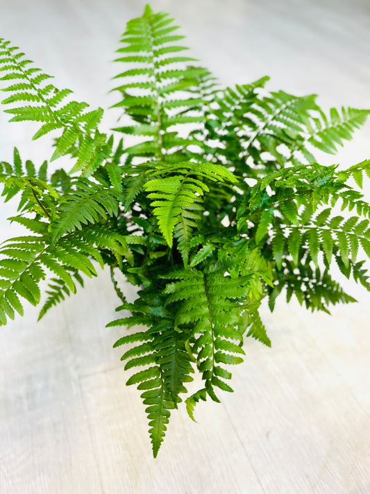 Leatherleaf Fern 6"