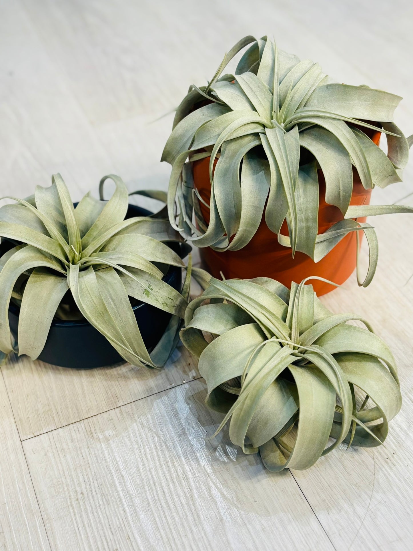 Airplants - Xerographica