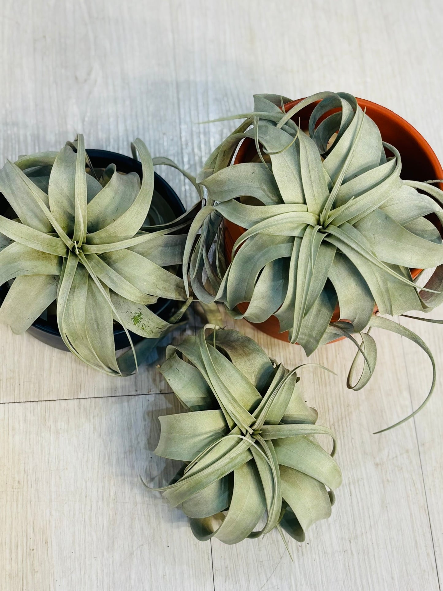 Airplants - Xerographica