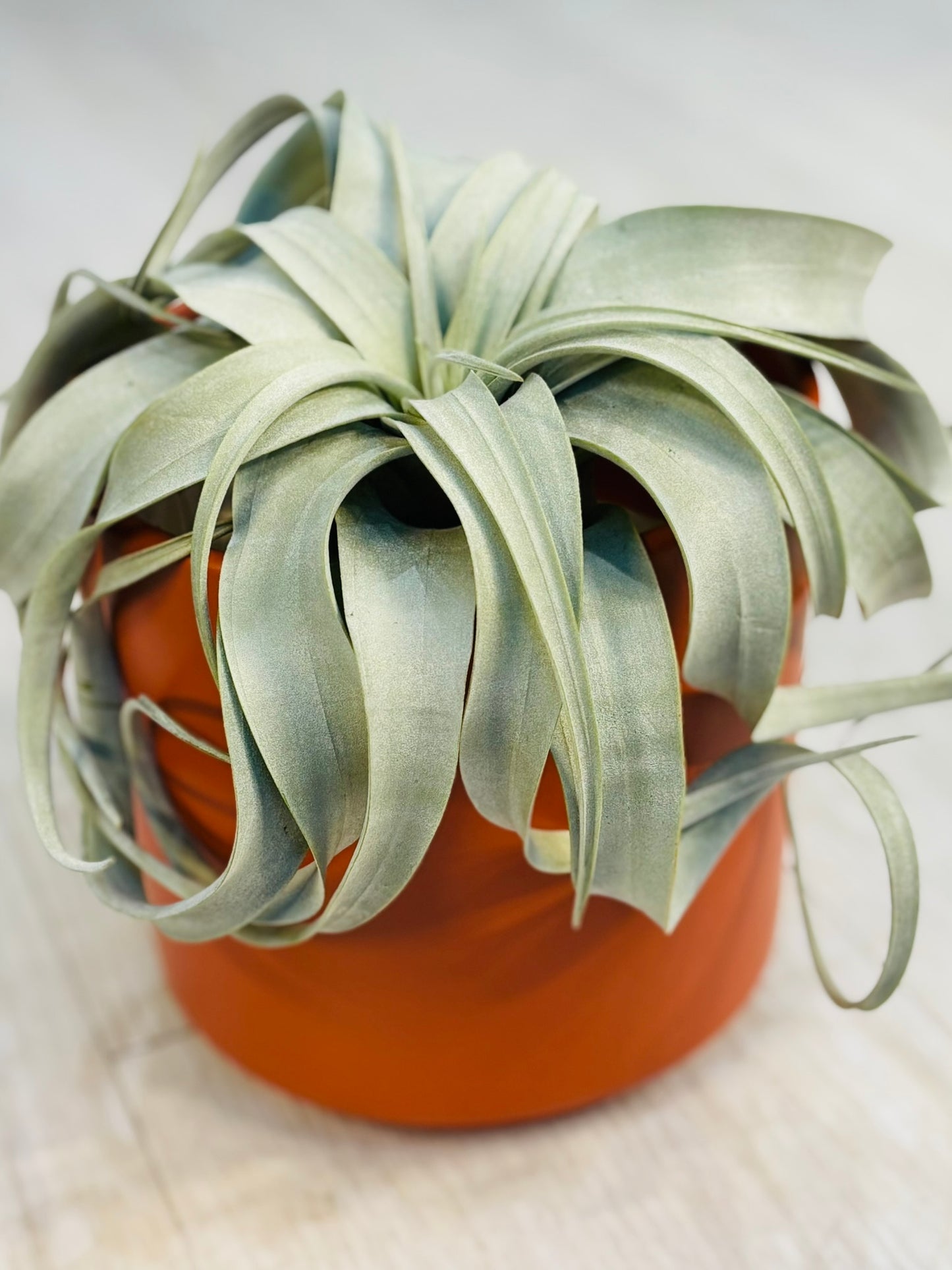 Airplants - Xerographica