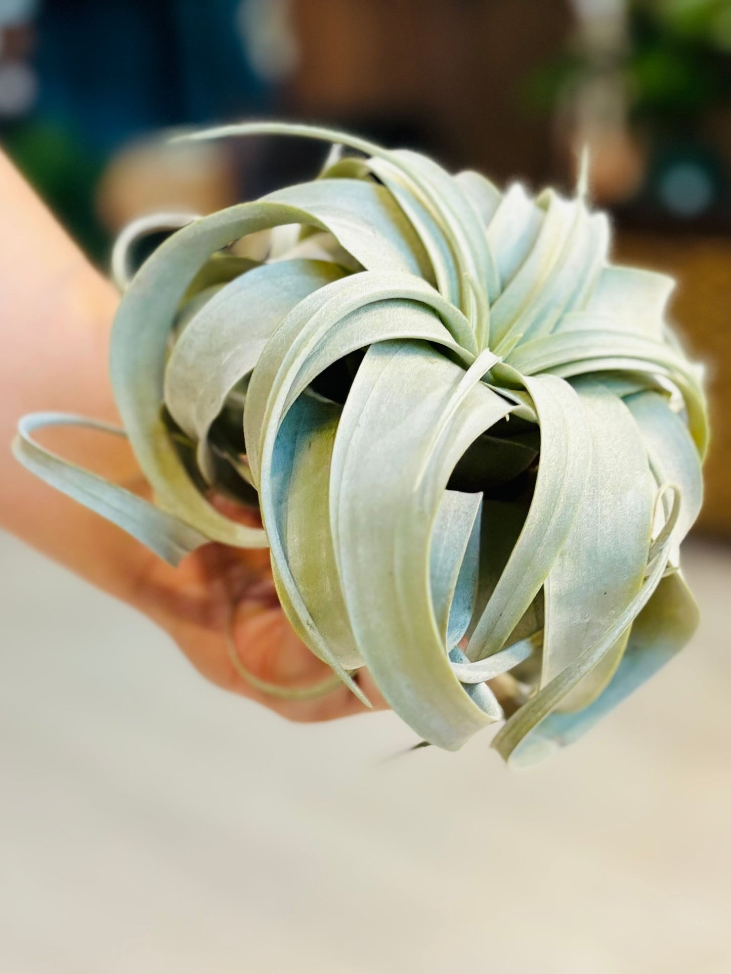 Airplants - Xerographica