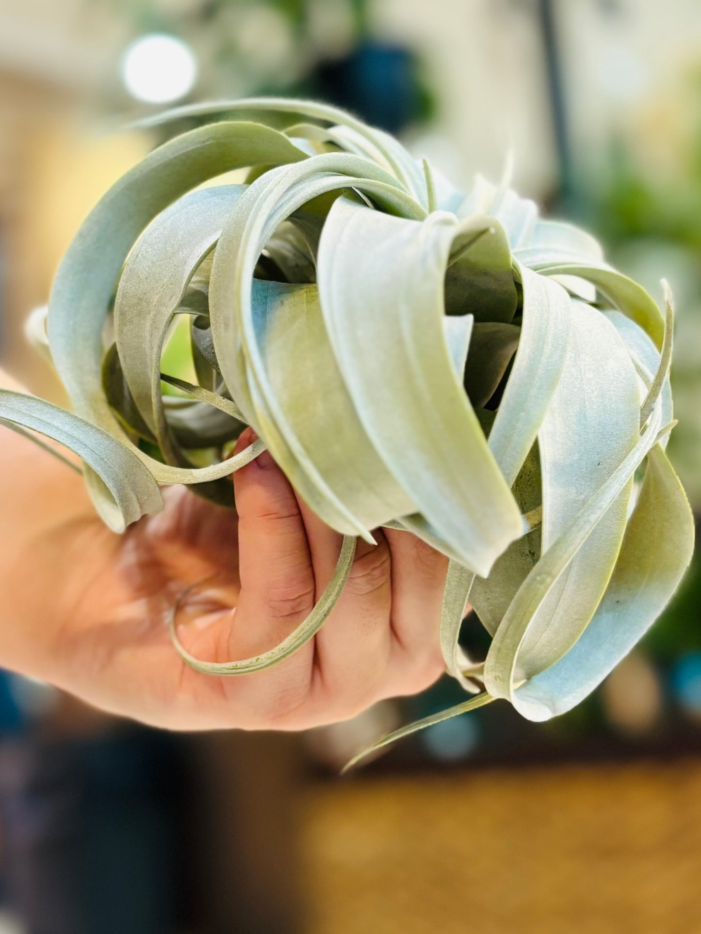 Airplants - Xerographica