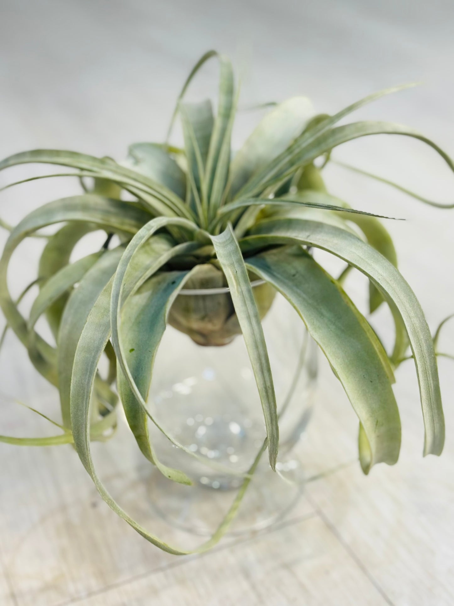 Airplants - Xerographica