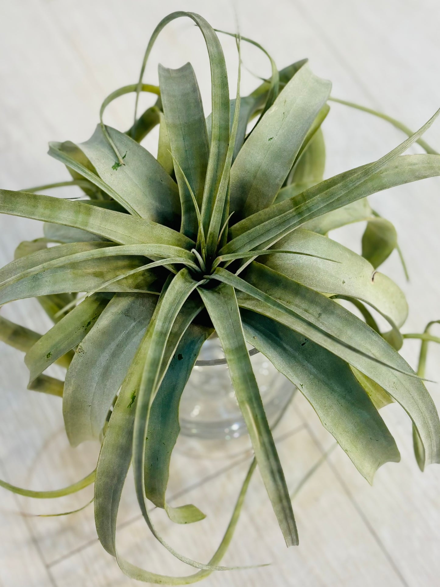 Airplants - Xerographica