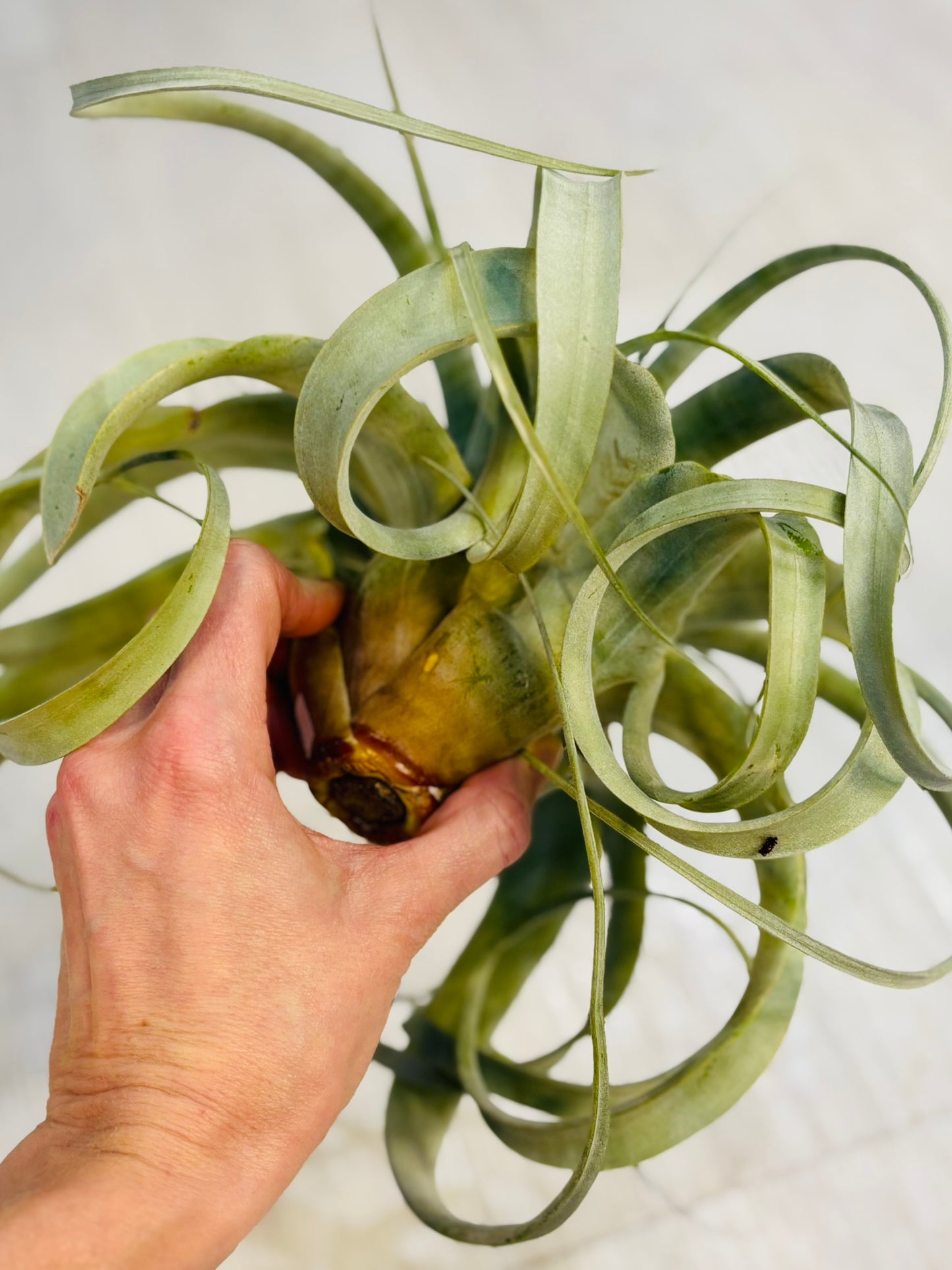 Airplants - Xerographica