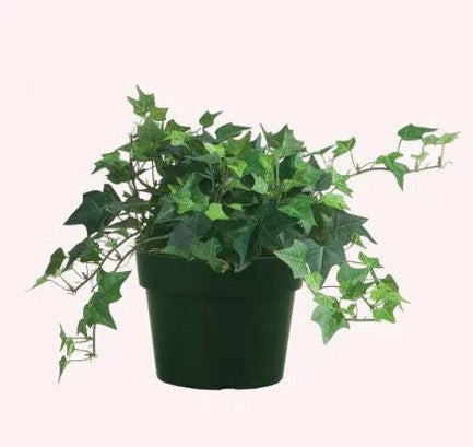 English Ivy 6”