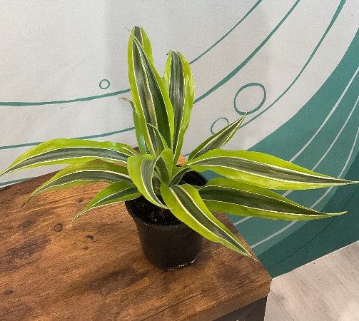 Dracaena Limelight 4”