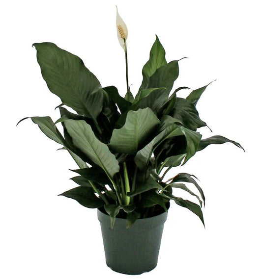 Peace Lily 6"