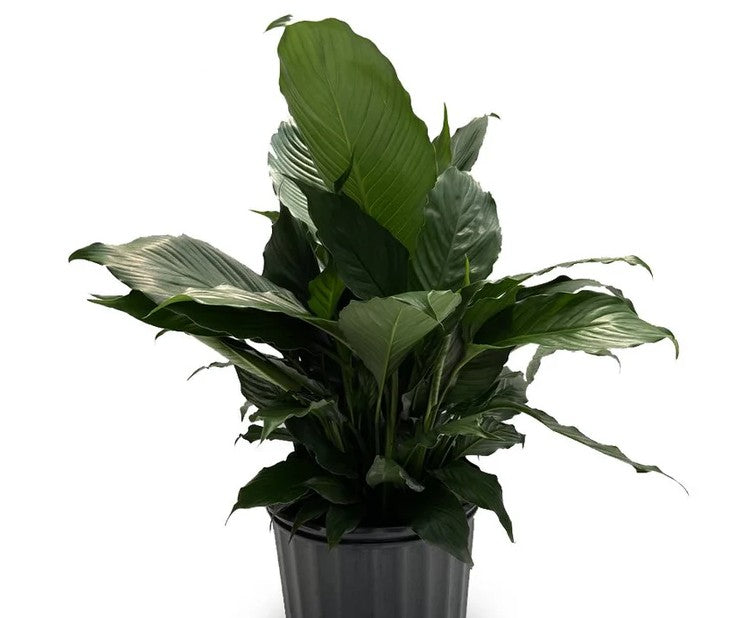 Peace Lily 10"