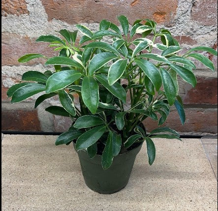 Schefflera Variegated 4”