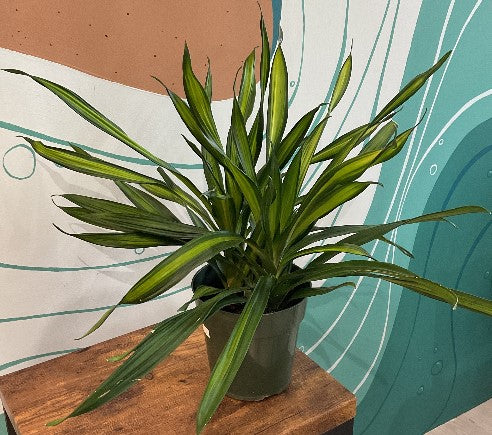 Dracaena Rikki 6”