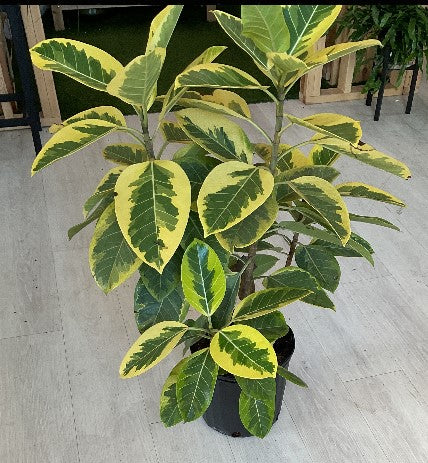 Ficus Altissima Yellow Gem 10"