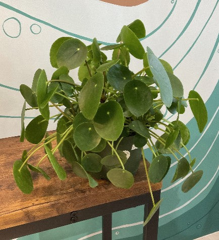 Pilea Peperomioides 6”