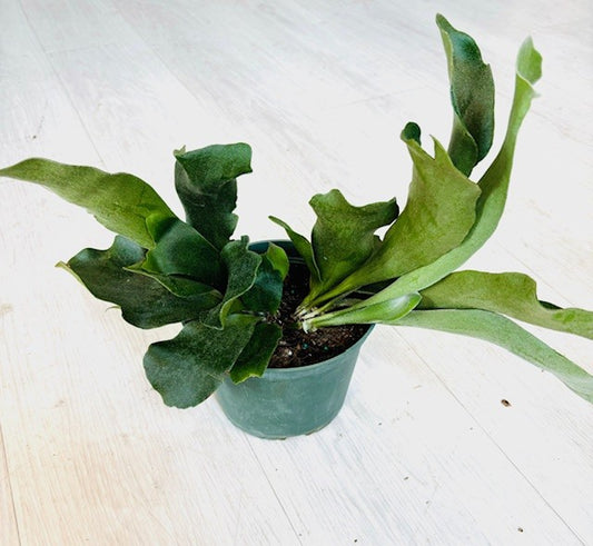 Staghorn Fern 6”