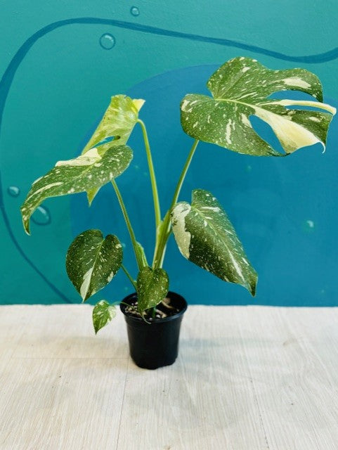 Monstera Thai Constellation 4”