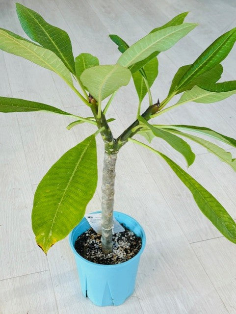 Plumeria 6"