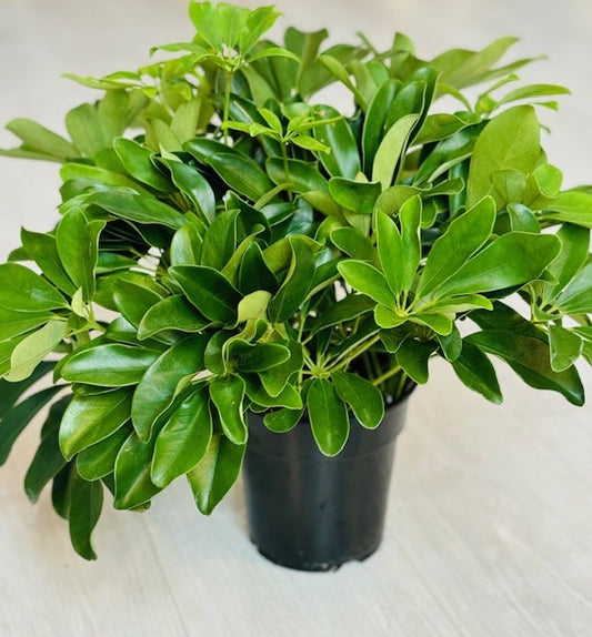 Schefflera 6"